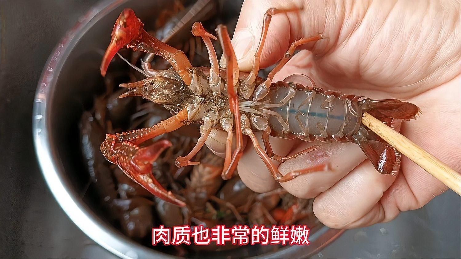 紅龍和澳龍的市場價格差異大嗎