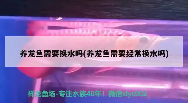養(yǎng)龍魚需要換水嗎(養(yǎng)龍魚需要經(jīng)常換水嗎)（養(yǎng)龍魚需要換水嗎）