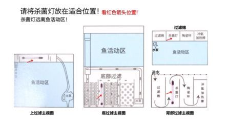 紅龍魚缸背景圖哪個好：如何選擇紅龍魚缸的背景圖