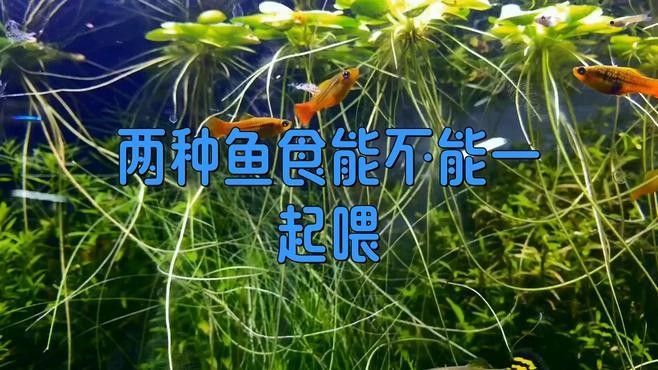 活餌和飼料混合喂養可以嗎（活餌和飼料混合喂養的好處） 活餌和飼料混合喂養可以嗎（活餌和飼料混合喂養的好處） 龍魚百科 第1張
