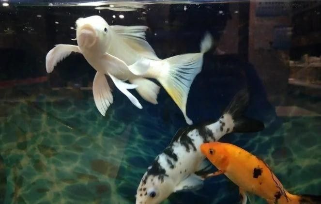 如何判斷虎魚是否緊張（如何判斷虎魚是否緊張？）