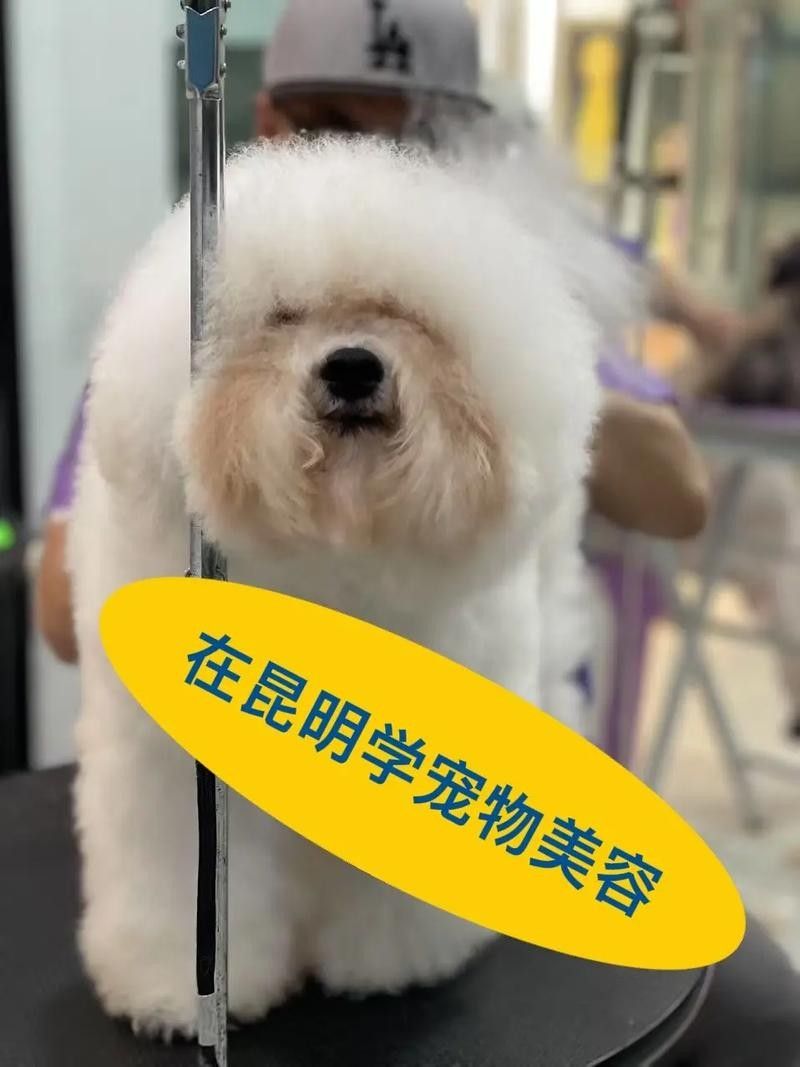 昆明有哪些知名的龍魚美容店？（昆明哪里有龍魚美容師）