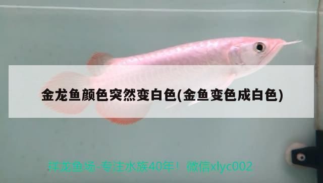 金龍魚顏色突然變白色(金魚變色成白色)