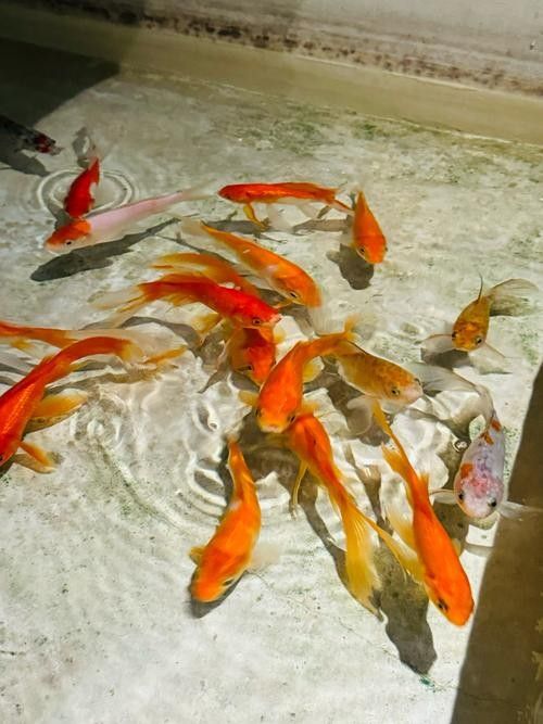 清道夫魚背鰭和腹鰭卡喉后如何應(yīng)急處理？，清道夫魚刺卡喉后如何應(yīng)急處理？