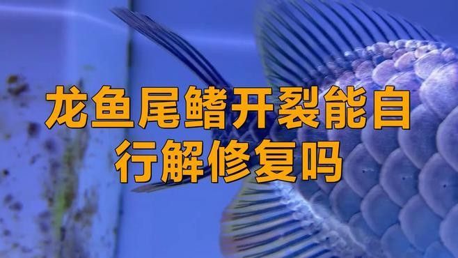 龍魚爛鰭會自愈嗎（廣州龍魚祥龍魚場魚爛鰭爛尾怎么治療圖片龍魚爛尾怎么治療）