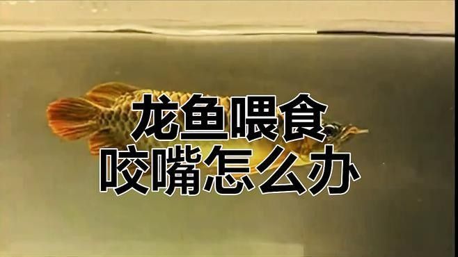 龍魚咬嘴不合上最怕三個(gè)地方