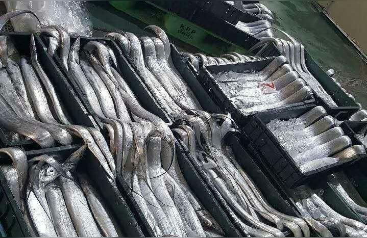 濟(jì)南龍魚批發(fā)市場(chǎng):濟(jì)南哪里有賣魚缸而且便宜的（濟(jì)南金龍批發(fā)市場(chǎng)，濟(jì)南哪里有賣魚缸又便宜的？）