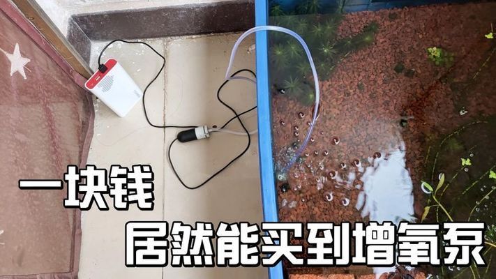 血一雷龍魚水溫（雷龍魚最高水溫）（雷龍魚水溫一般要在22-28℃之間，水溫一般要在22-28℃之間）