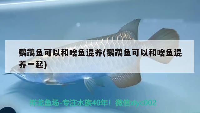鸚鵡魚可以和啥魚混養(鸚鵡魚可以和啥魚混養一起)