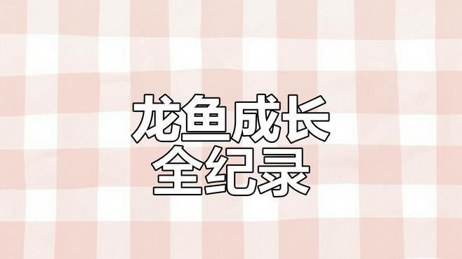 如何判斷龍魚是否處于發(fā)情期（判斷龍魚是否處于發(fā)情期的步驟和要點(diǎn)和要點(diǎn)和要點(diǎn)） 如何判斷龍魚是否處于發(fā)情期（判斷龍魚是否處于發(fā)情期的步驟和要點(diǎn)和要點(diǎn)和要點(diǎn)） 龍魚百科 第1張