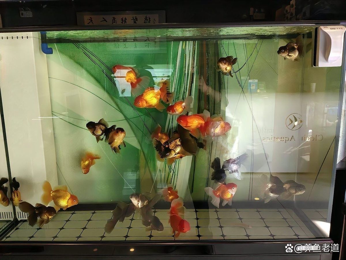 如何判斷龍魚是否處于發(fā)情期（判斷龍魚是否處于發(fā)情期的步驟和要點(diǎn)和要點(diǎn)和要點(diǎn)） 如何判斷龍魚是否處于發(fā)情期（判斷龍魚是否處于發(fā)情期的步驟和要點(diǎn)和要點(diǎn)和要點(diǎn)） 龍魚百科 第2張