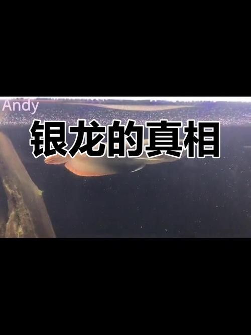 如何判斷銀龍是否被染色？