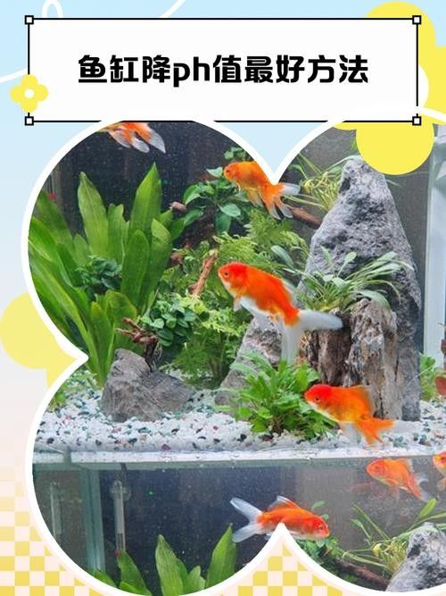 哪種方法調(diào)節(jié)魚(yú)缸pH值最快？