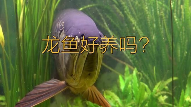 寶石龍魚養(yǎng)殖難度大嗎？（寶石龍魚養(yǎng)殖難度相對(duì)較大寶石龍魚養(yǎng)殖難度相對(duì)較大） 寶石龍魚養(yǎng)殖難度大嗎？（寶石龍魚養(yǎng)殖難度相對(duì)較大寶石龍魚養(yǎng)殖難度相對(duì)較大） 龍魚百科 第1張
