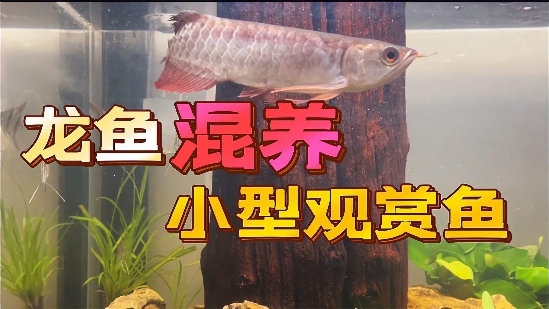 龍魚和小型魚混養案例