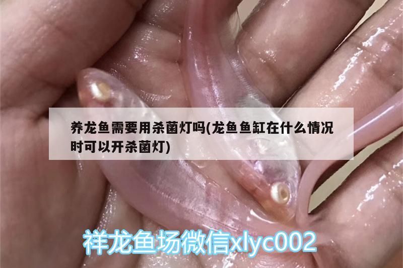 養龍魚需要用殺菌燈嗎(龍魚魚缸在什么情況時可以開殺菌燈)