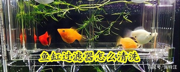 龍魚過濾多久清洗一次