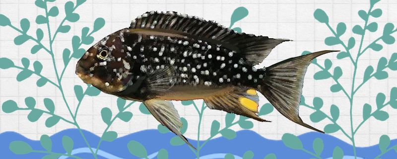 珍珠龍王鯛魚好養(yǎng)嗎怎么養(yǎng)