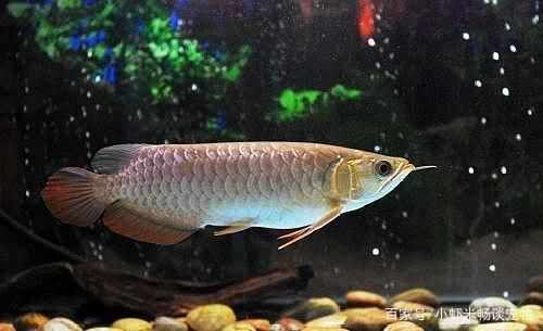 白化雷龍魚的飼養(yǎng)技巧（白化雷龍魚在飼養(yǎng)時(shí)需要特別關(guān)注哪些環(huán)境因素）