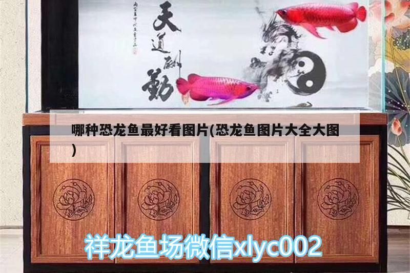 哪種恐龍魚最好看圖片(恐龍魚圖片大全大圖)