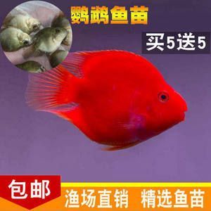 家里魚缸什么魚最貴的：家里魚缸中最貴的觀賞魚