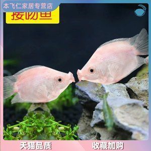 家里魚缸什么魚最貴的：家里魚缸中最貴的觀賞魚