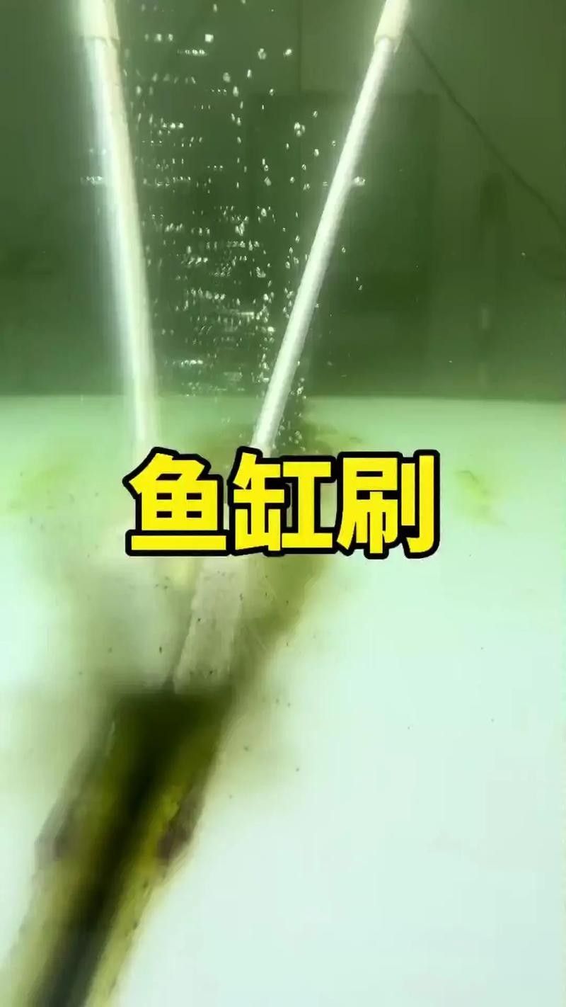 南屏山龍魚的最佳刷取方法