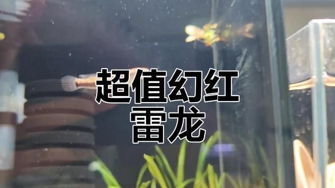 幻紅雷龍魚的價格是多少？