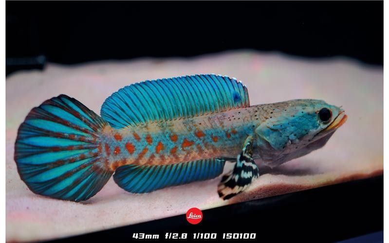 幻紅雷龍魚的價格是多少？