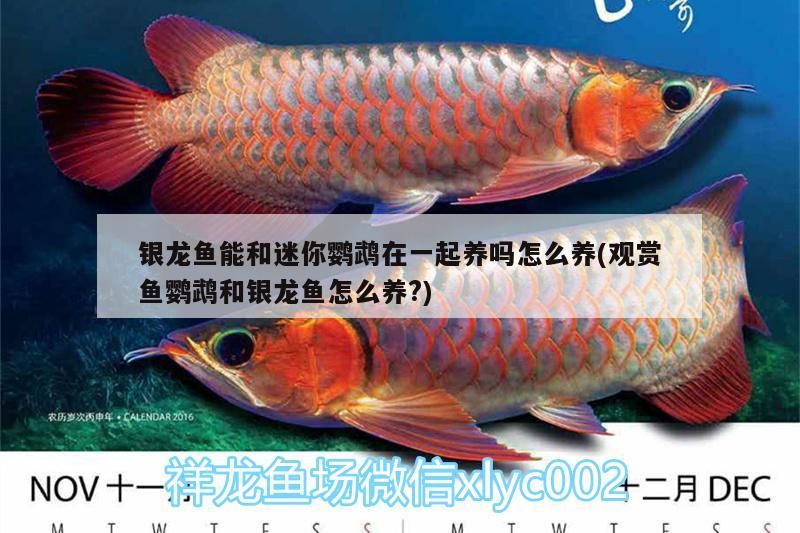 銀龍魚能和迷你鸚鵡在一起養嗎怎么養(觀賞魚鸚鵡和銀龍魚怎么養?)
