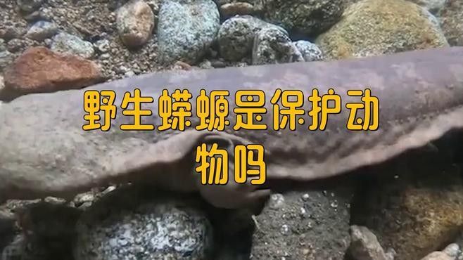 蠑螈保護級別是如何確定的