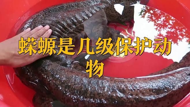 蠑螈保護級別是如何確定的