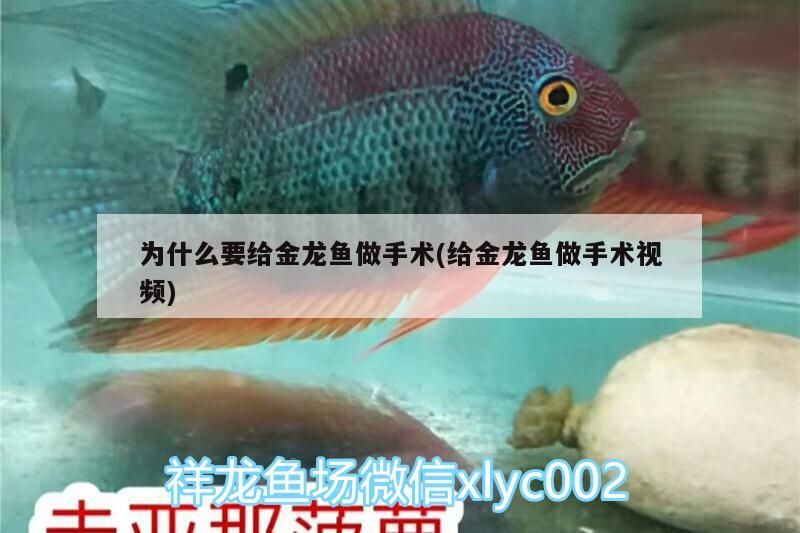 為什么要給金龍魚做手術(給金龍魚做手術視頻)