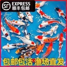 哪里可以找到更多白金龍魚圖片（如何判斷白金龍魚圖片的真實性，白金龍魚圖片建議）