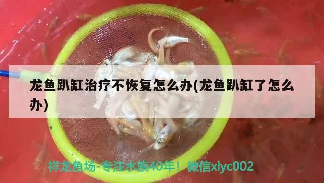 龍魚趴缸治療不恢復怎么辦(龍魚趴缸了怎么辦)