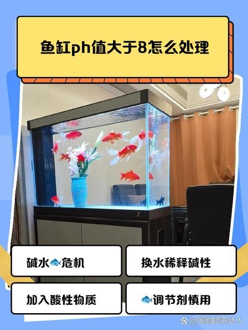 如何穩(wěn)定紅龍魚缸中的pH值 龍魚百科 第2張 如何穩(wěn)定紅龍魚缸中的pH值 如何穩(wěn)定紅龍魚缸中的pH值 龍魚百科 第2張
