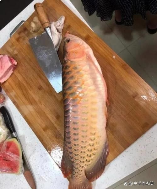 金龍魚在游戲中如何釣取？