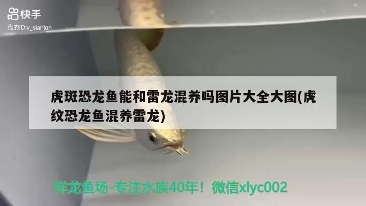 魚缸過濾器選購指南:自制魚缸過濾器魚缸上置過濾器對于養魚愛好者的必備知識 虎斑恐龍魚能和雷龍混養嗎圖片大全大圖(虎紋恐龍魚混養雷龍) 觀賞魚百科 虎斑恐龍魚能和雷龍混養嗎圖片大全大圖(虎紋恐龍魚混養雷龍) 虎斑恐龍魚能和雷龍混養嗎圖片大全大圖(虎紋恐龍魚混養雷龍) 觀賞魚百科