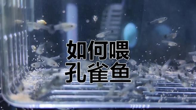 如何判斷孔雀龍魚(yú)是否吃飽？（判斷孔雀龍魚(yú)是否吃飽通常涉及以下幾個(gè)方面） 如何判斷孔雀龍魚(yú)是否吃飽？（判斷孔雀龍魚(yú)是否吃飽通常涉及以下幾個(gè)方面） 龍魚(yú)百科 第3張