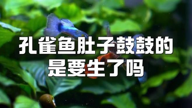 如何判斷孔雀龍魚(yú)是否吃飽？（判斷孔雀龍魚(yú)是否吃飽通常涉及以下幾個(gè)方面） 如何判斷孔雀龍魚(yú)是否吃飽？（判斷孔雀龍魚(yú)是否吃飽通常涉及以下幾個(gè)方面） 龍魚(yú)百科 第2張