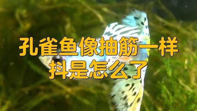 如何判斷孔雀龍魚(yú)是否吃飽？（判斷孔雀龍魚(yú)是否吃飽通常涉及以下幾個(gè)方面） 如何判斷孔雀龍魚(yú)是否吃飽？（判斷孔雀龍魚(yú)是否吃飽通常涉及以下幾個(gè)方面） 龍魚(yú)百科 第5張