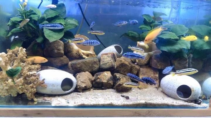魚缸水質TDS值多少合適？
