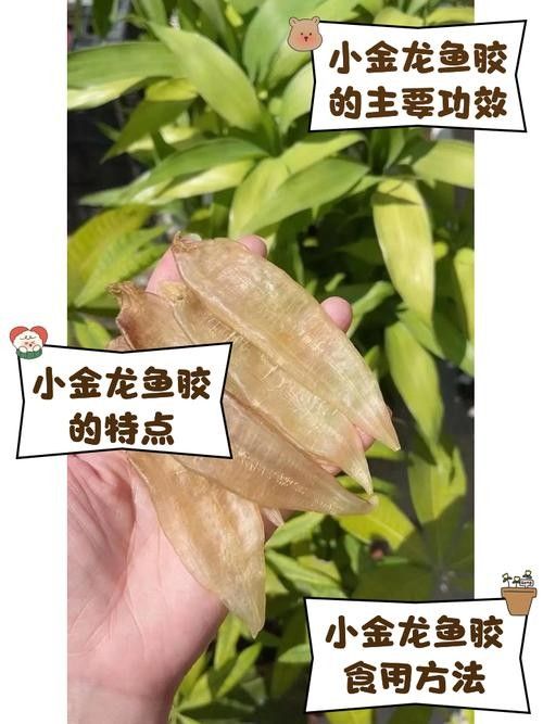 如何辨別真假小金龍魚膠