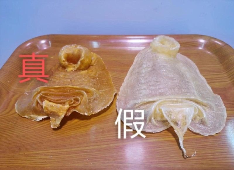 如何辨別真假小金龍魚膠