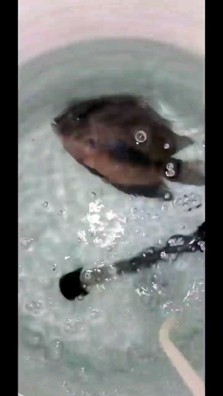 阿勒泰水族館黑云的治傷之路（阿勒泰水族館黑云治傷之路，網(wǎng)上買的魚回來以后有點蔫）