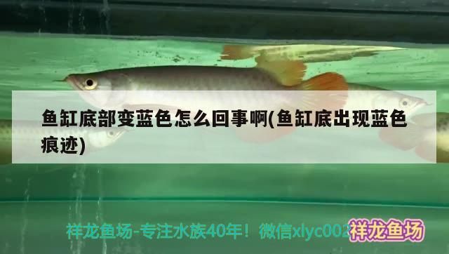 魚缸底部變藍色怎么回事啊(魚缸底出現藍色痕跡)