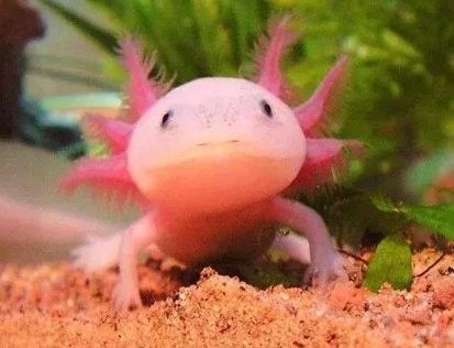 六角龍魚多久換一次水