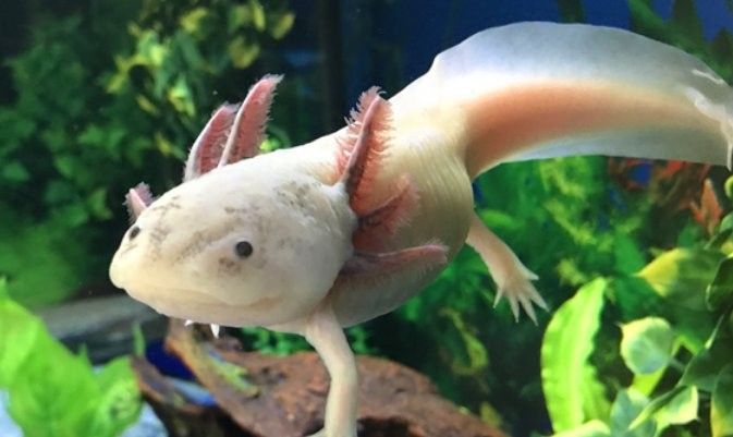 六角龍魚多久換一次水