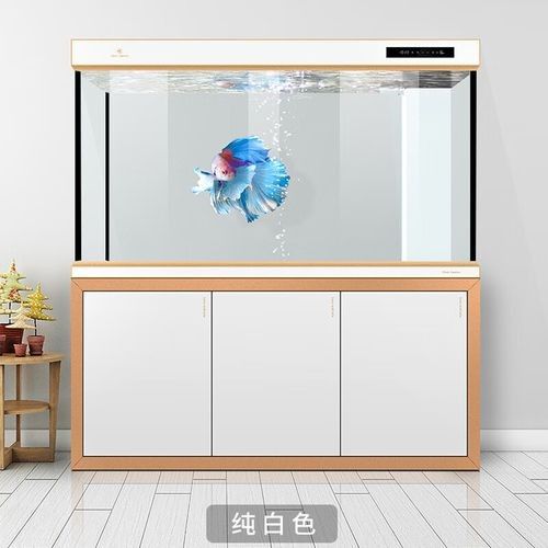 藍底魚缸適合多大的金龍魚？