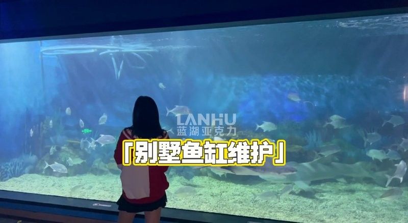 恐龍魚多久洗一次缸？（關于恐龍魚多久洗一次缸的一些建議恐龍魚多久洗一次缸） 恐龍魚多久洗一次缸？（關于恐龍魚多久洗一次缸的一些建議恐龍魚多久洗一次缸） 龍魚百科 第6張